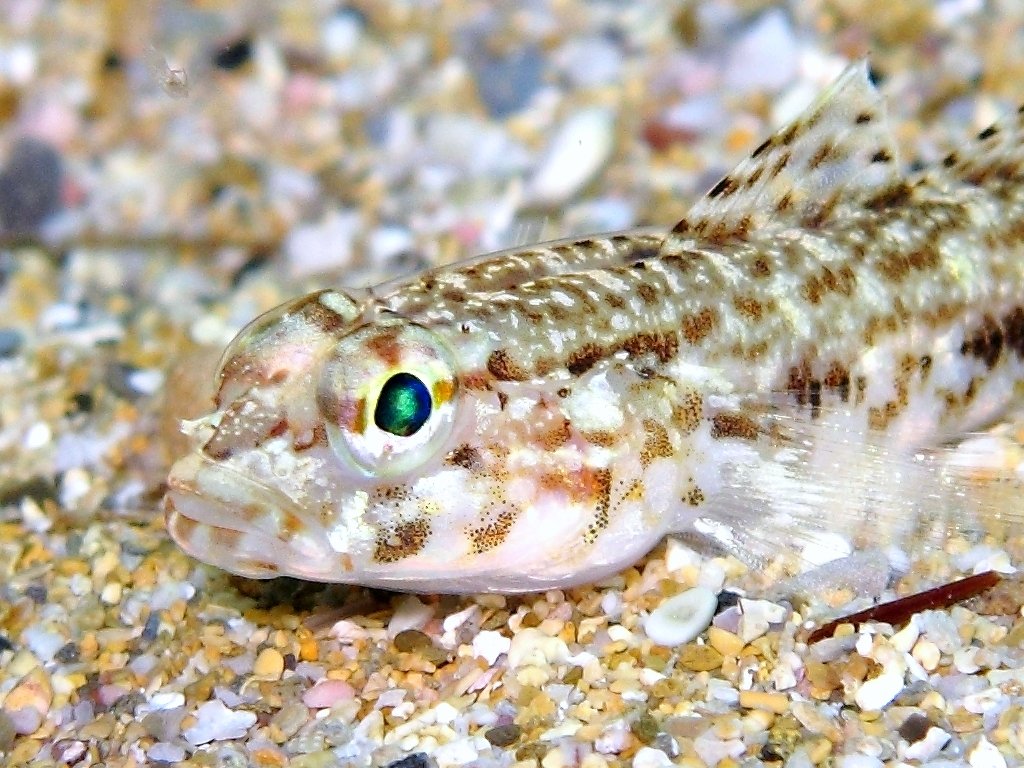 Giovanili di Gobius geniporus